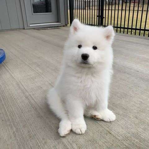 puppies available for adoption